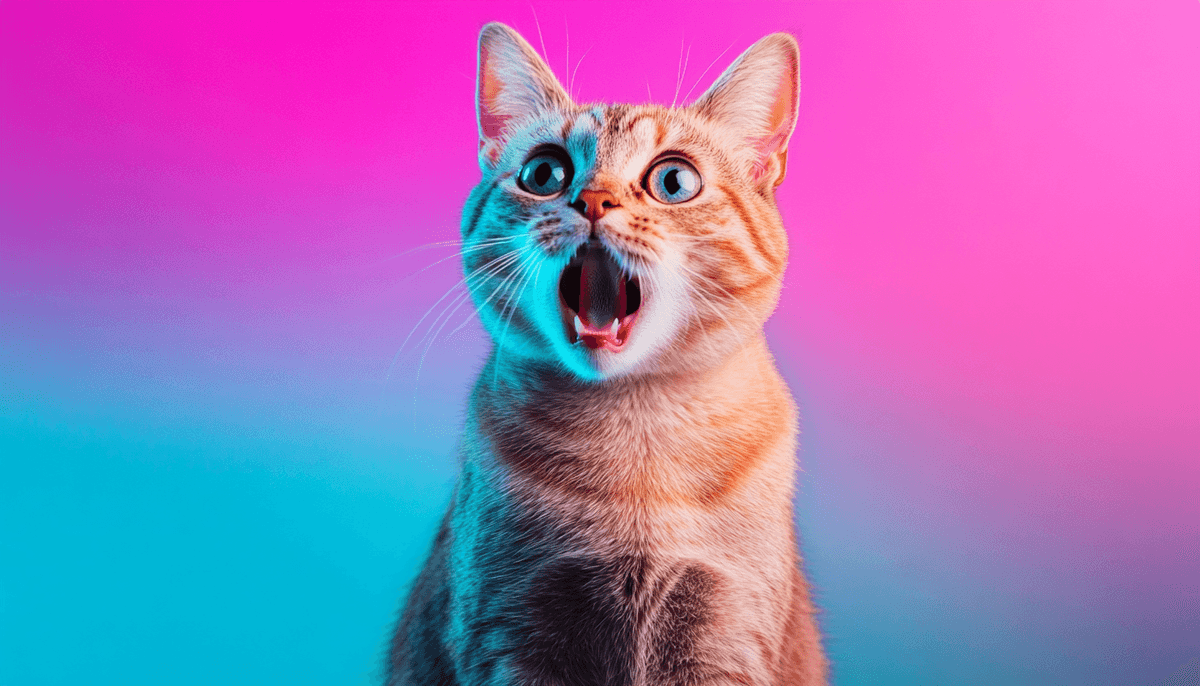 GetCatCrazy hero image with cat